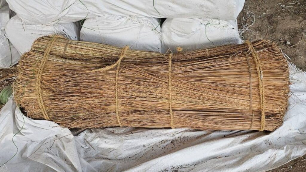 Coconut leaf stick supplied as raw material for natural broom production