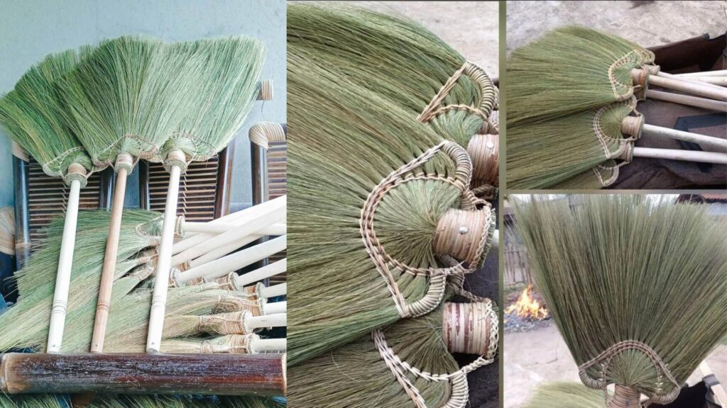 Asian broom grass processed using traditional grass handling techniques