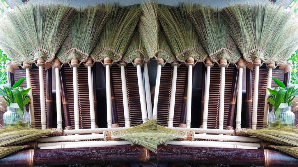 Asian broom grass selected for strong and flexible broom fibers