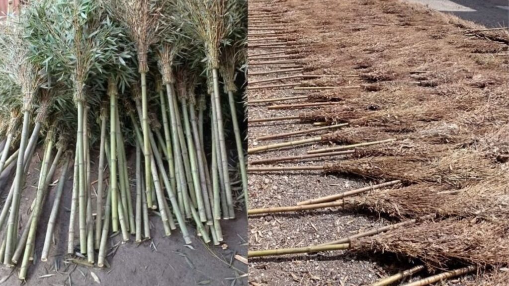 Bamboo broom supplier delivering bamboo brooms in bulk quantities