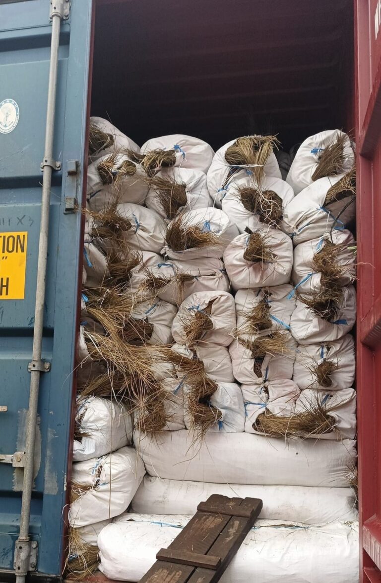 Walis Tingting Bulk