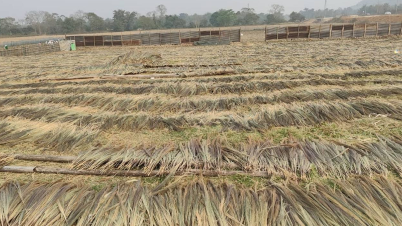 raw grass broom supplier