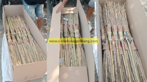 Ekel broom natural material